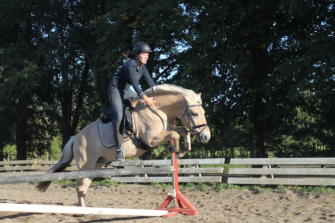 Fjordhest Pepsi Pony - lPeps <3l - 7) Et lidt kikset spring billede :) hi hi.! Foto: Sille billede 7