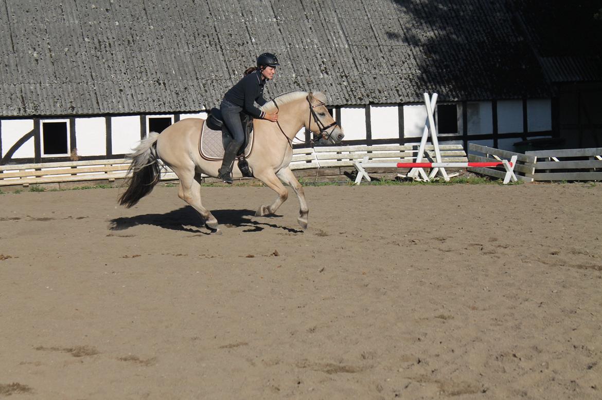 Fjordhest Pepsi Pony - lPeps <3l - 9) En frisk galop, som vi bege elsker.! Foto: Sille billede 9