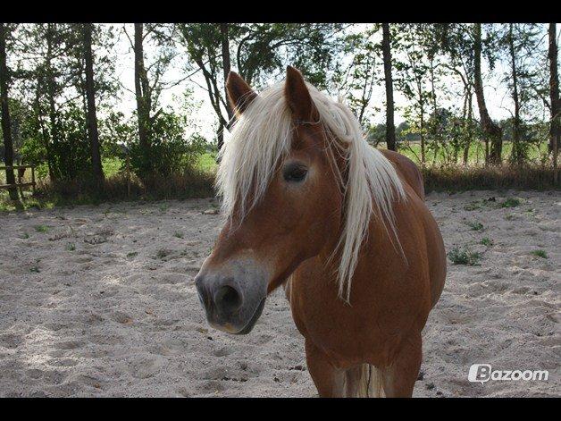 Haflinger Angelica Møllehøjgård - smukke!!<3<3

foto: Malene o (mig) billede 10