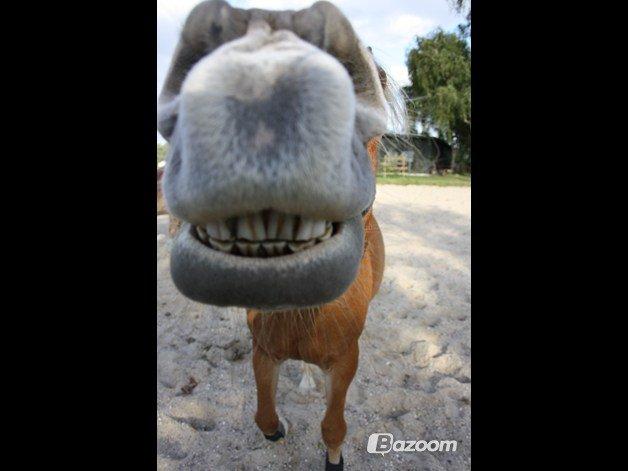 Haflinger Angelica Møllehøjgård - hvor er du bare lækker!? :D 

foto: Malene o (mig) billede 5