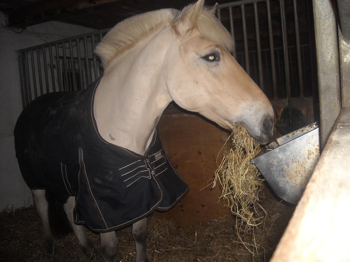 Fjordhest Pepsi Pony - lPeps <3l - 13) Peps hygger i boksen :) Foto: Mig billede 13