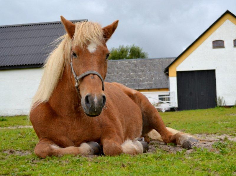 Islænder Glodis - Lille middagslur! billede 13