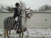 Anden særlig race cirkeline - første stævne på cirkel i dressur billede 8