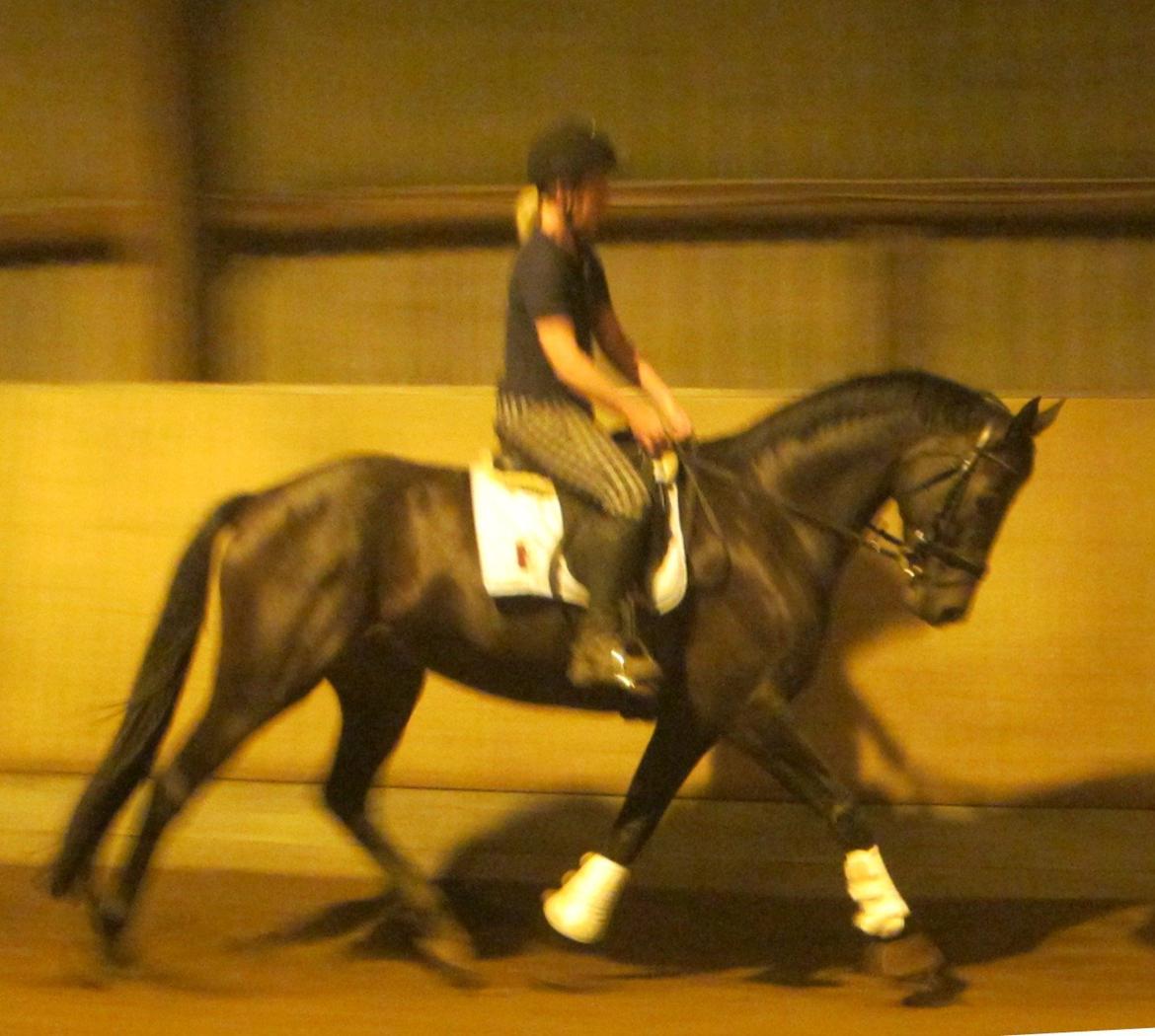 Dansk Varmblod Feodora Khan billede 10