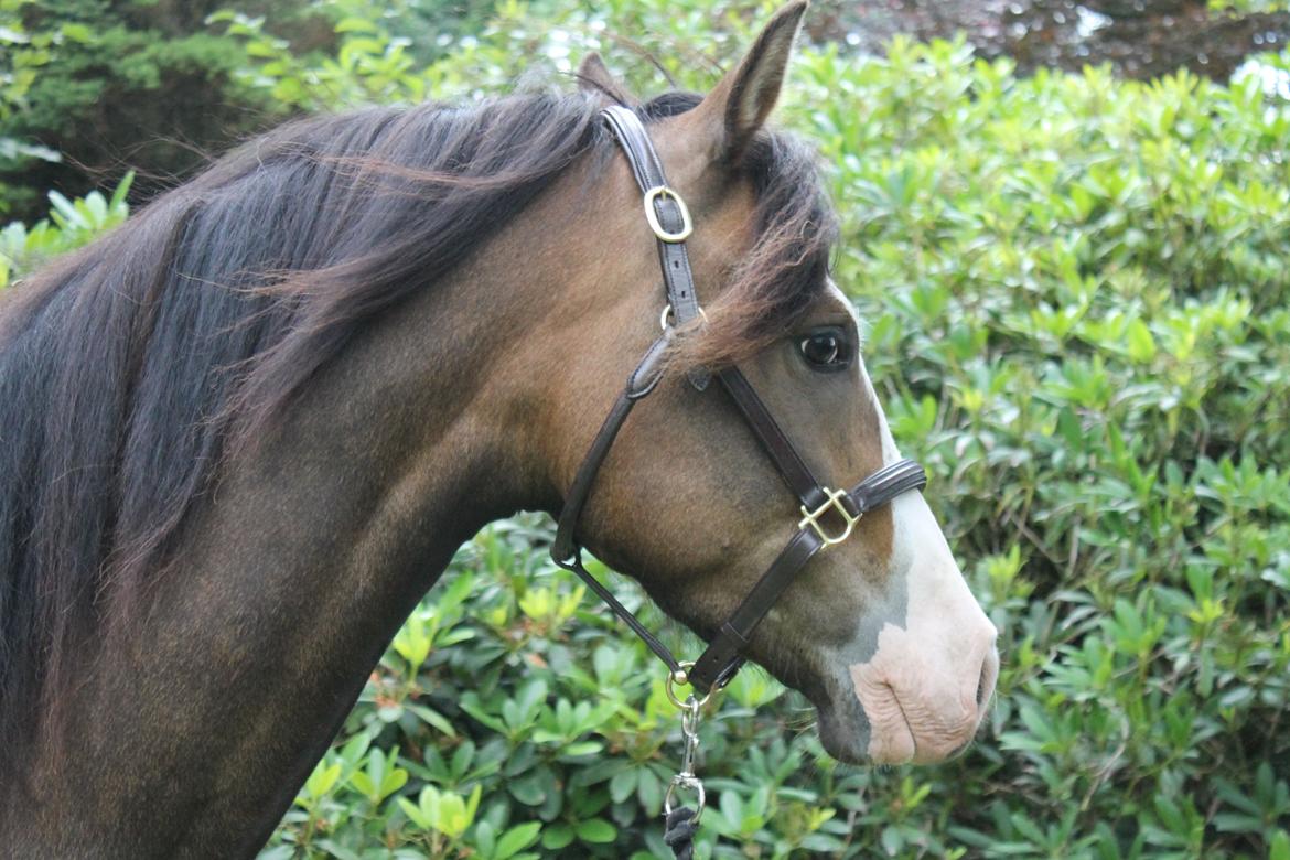 DSP Toftgaards Nice Device billede 6