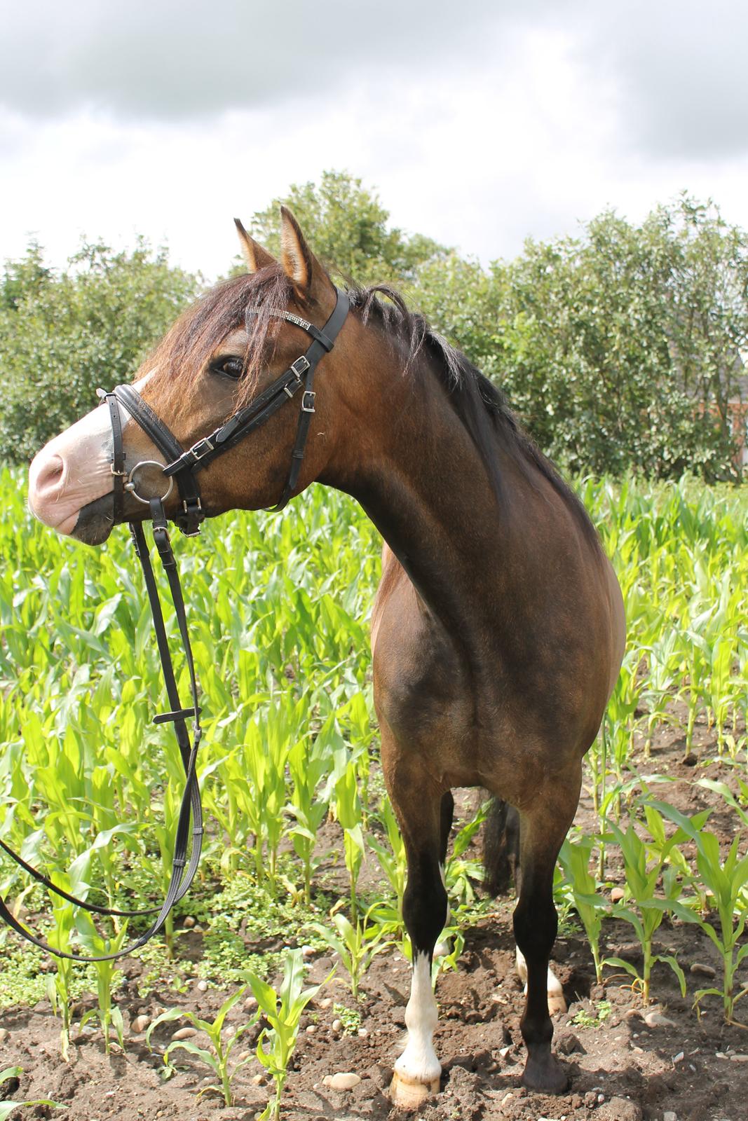 DSP Toftgaards Nice Device billede 7