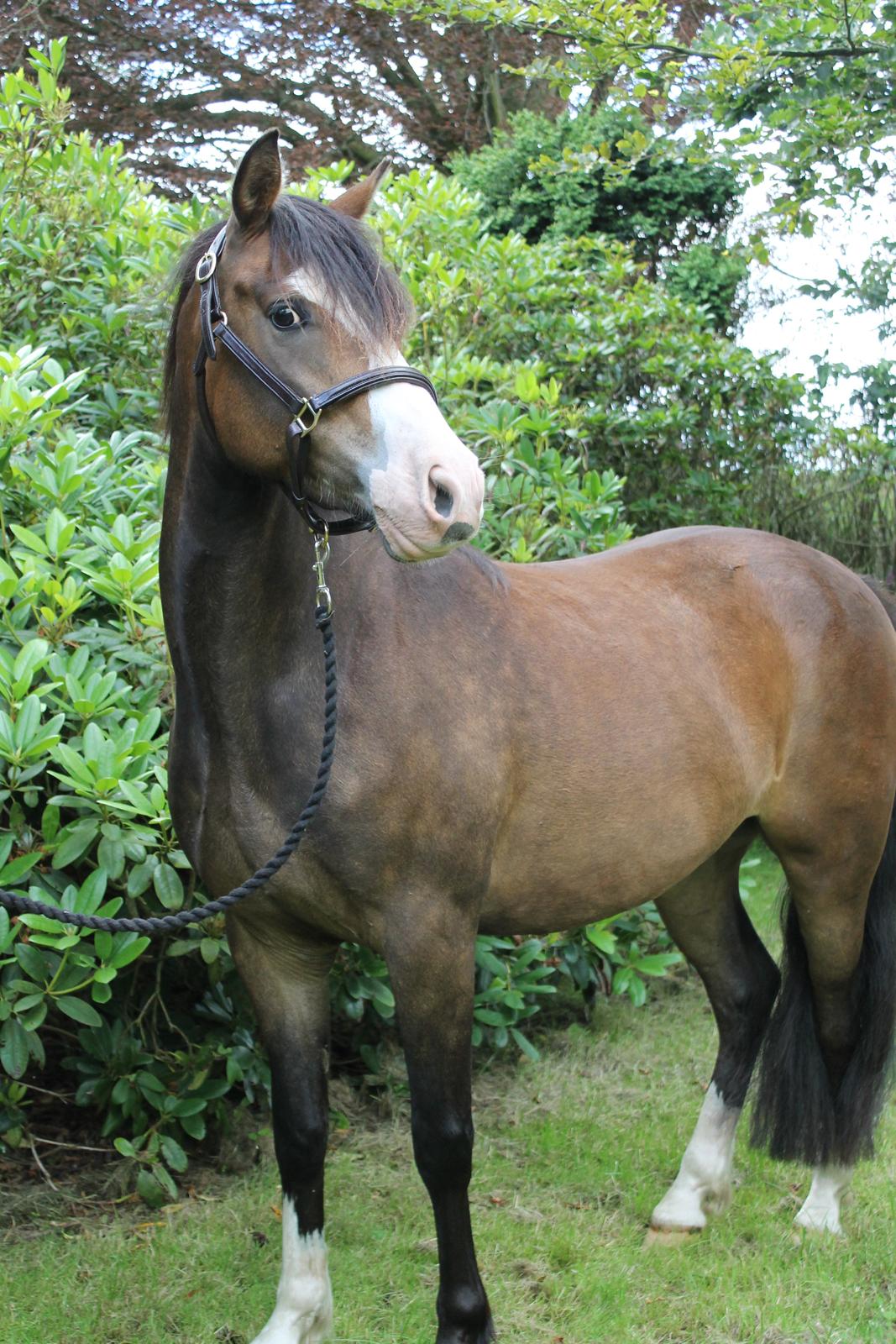 DSP Toftgaards Nice Device billede 9