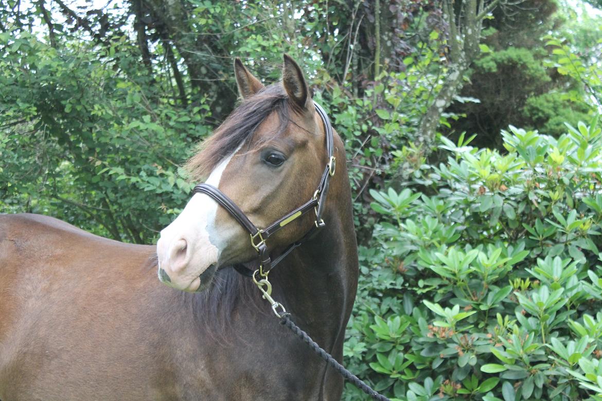 DSP Toftgaards Nice Device billede 2