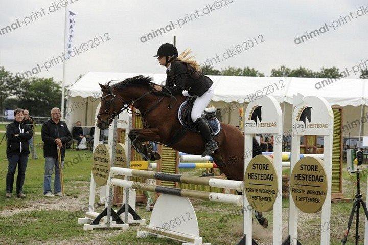 DSP Tooruardh (Tor) - my soulmate<3 - Store Hestedag MB<3 billede 6