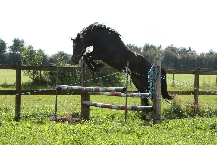 Holstener Cosby - Løsspring ved avler august 12 billede 5