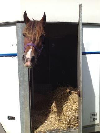 Welsh Cob (sec D) Fjordglimt KilKenny billede 9