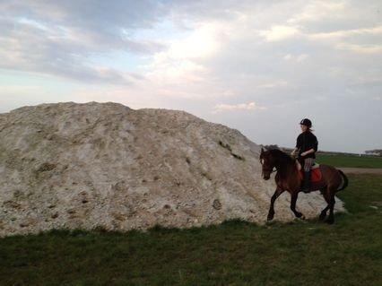 Welsh Cob (sec D) Fjordglimt KilKenny billede 10