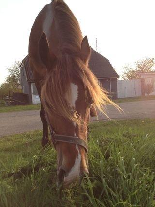 Welsh Cob (sec D) Fjordglimt KilKenny billede 11