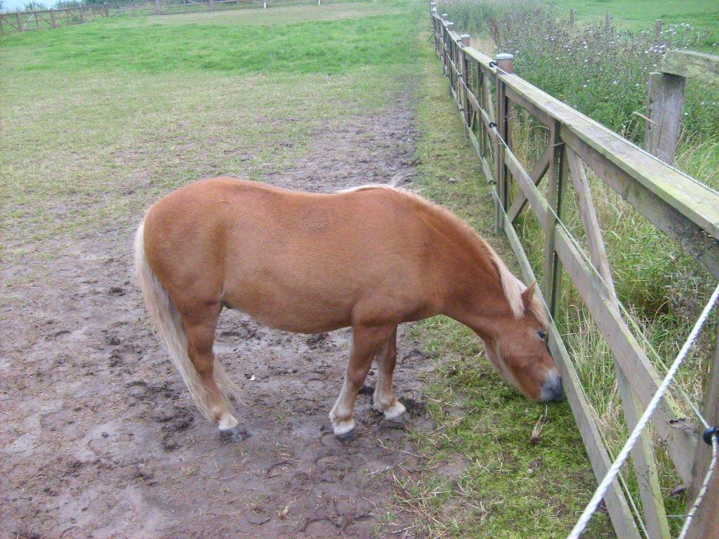 Shetlænder Bamse - "Jeg VIL have græsset under hegnet" billede 15