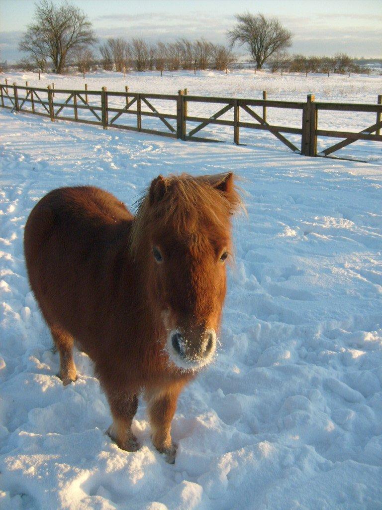 Shetlænder Bamse billede 1