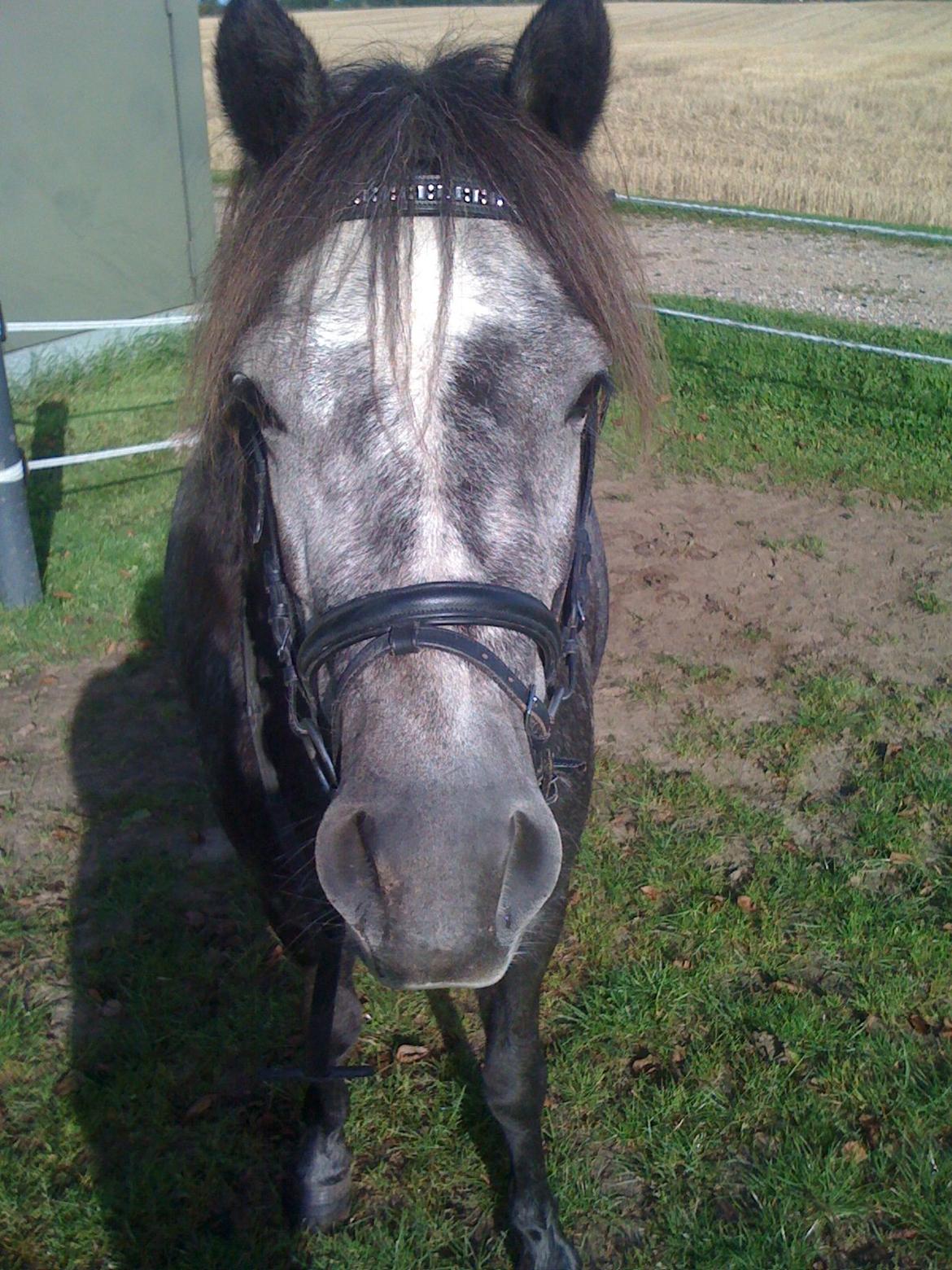 Anden særlig race Annabel - Min lille fine ride hest. billede 13