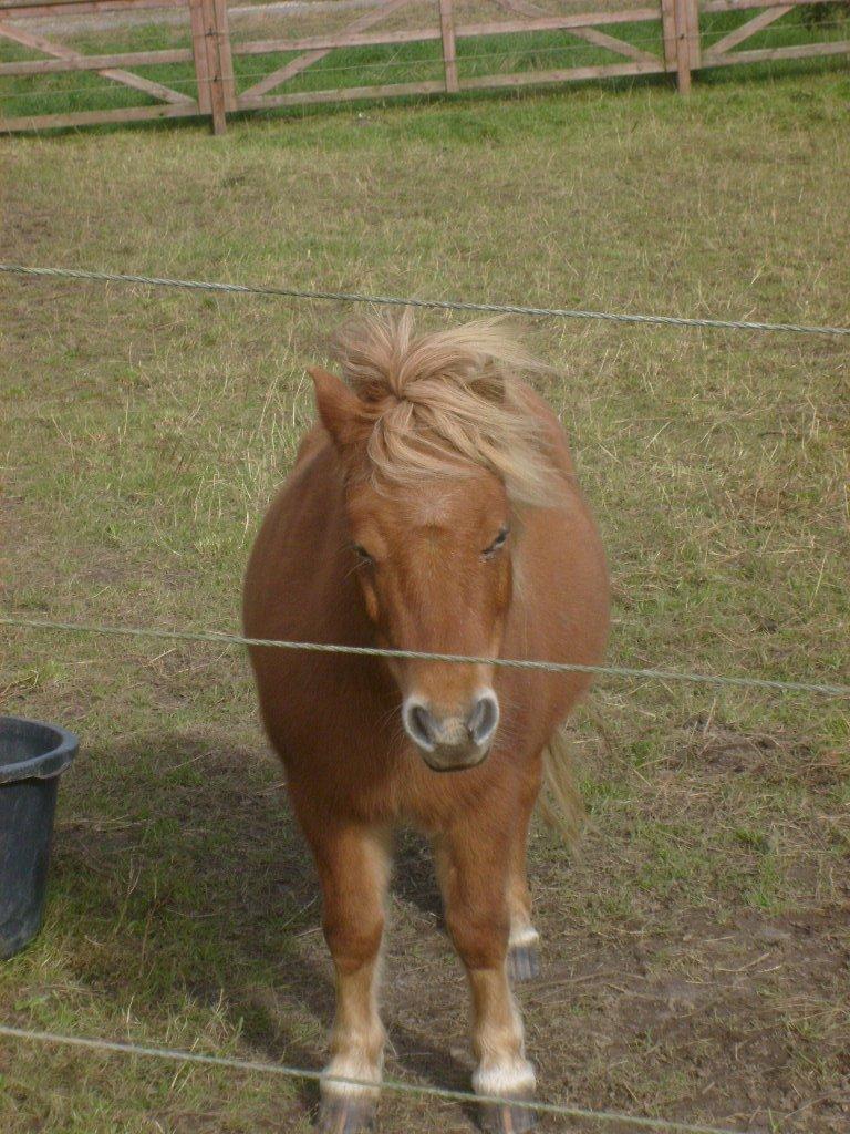 Shetlænder Bamse billede 16