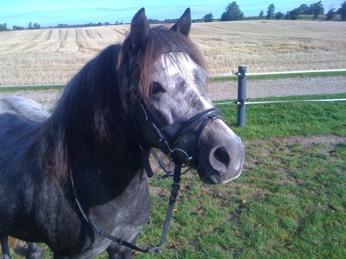 Anden særlig race Annabel billede 16