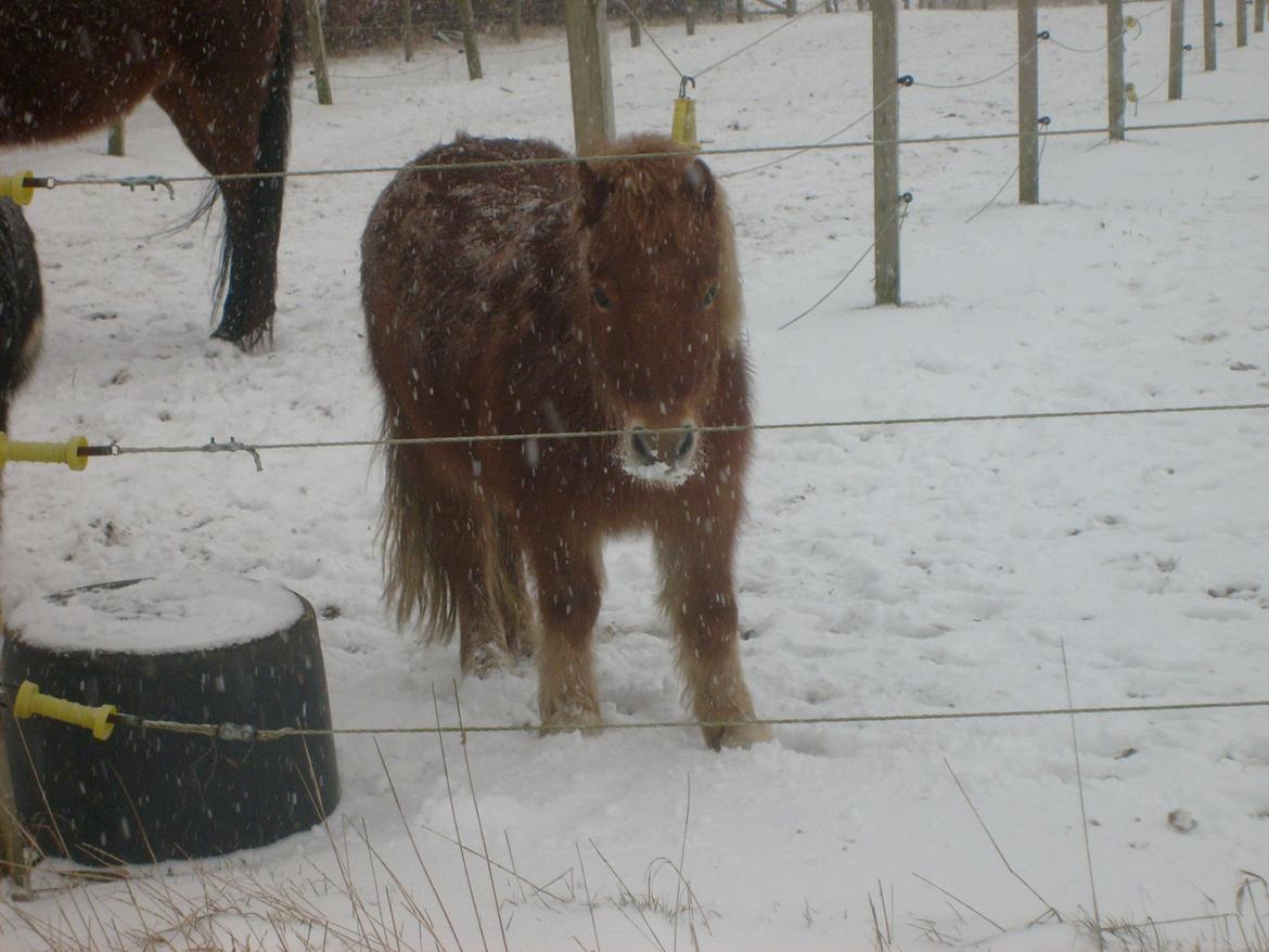 Shetlænder Bamse billede 17