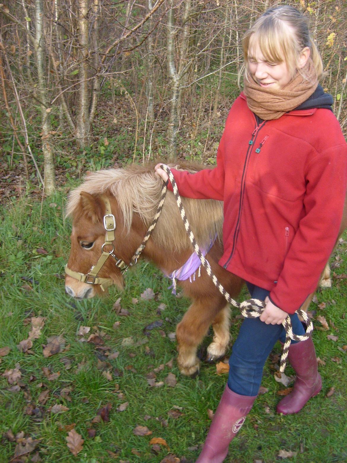 Shetlænder Bamse - Da Bamse var i skoven for første gang :D billede 18