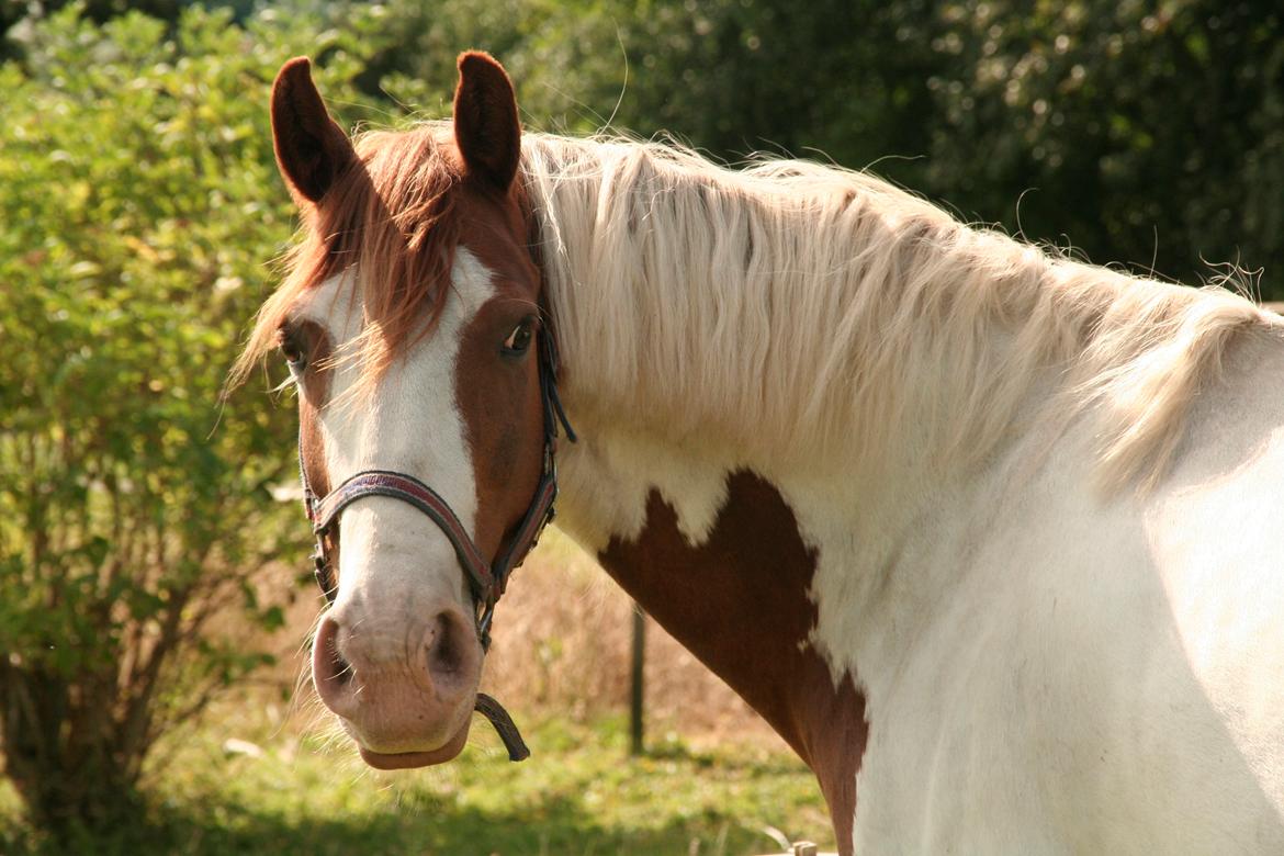 Anden særlig race Akito billede 8