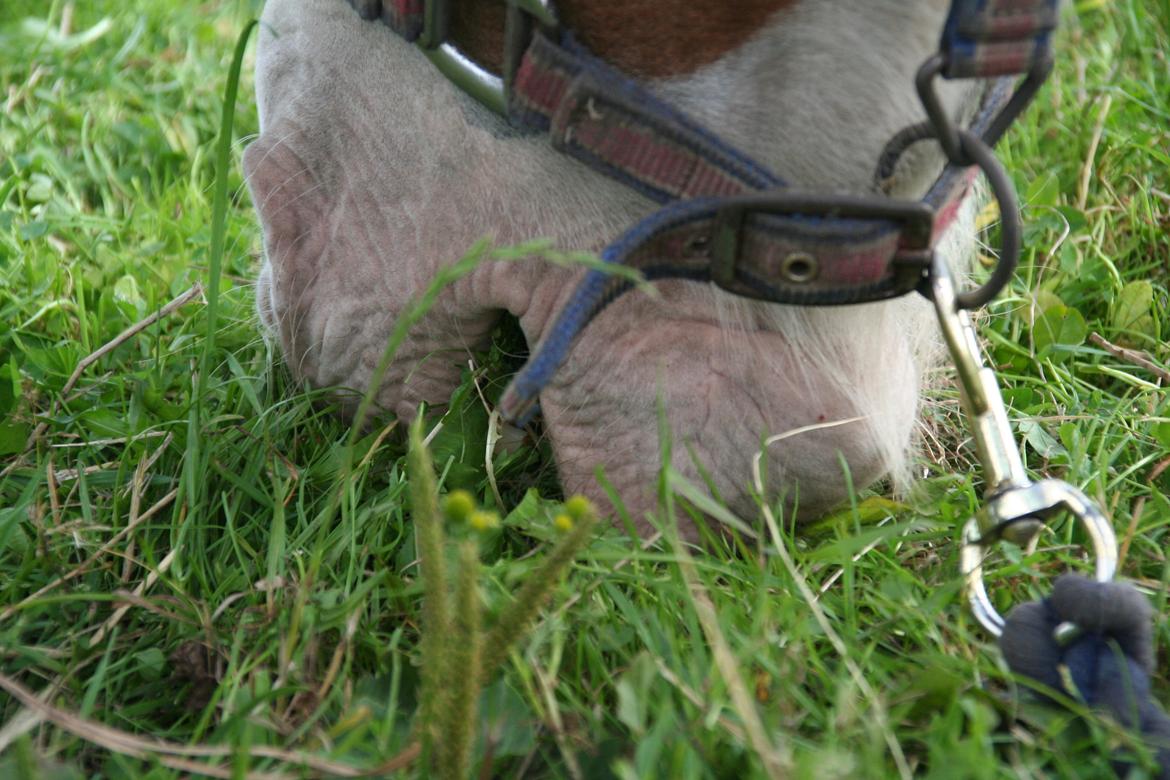 Anden særlig race Akito - Mmmmh lækkert græs!  billede 11