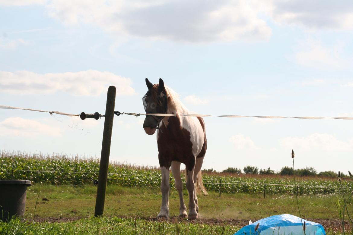 Anden særlig race Akito billede 13