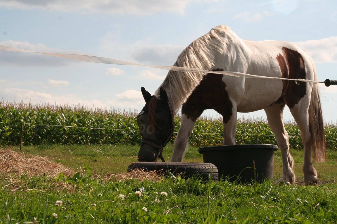 Anden særlig race Akito billede 14
