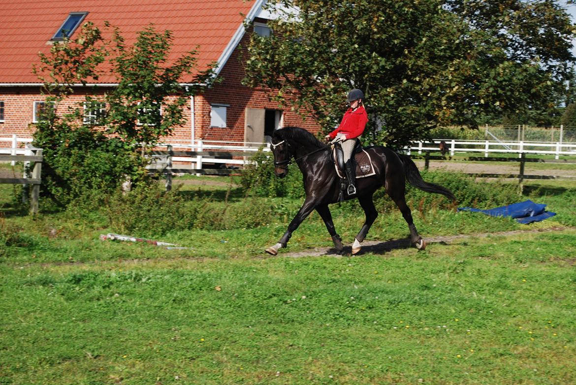 Dansk Varmblod Lerini A **RDS** - Lappen <3 Jeg elsker dig smukke pige billede 10