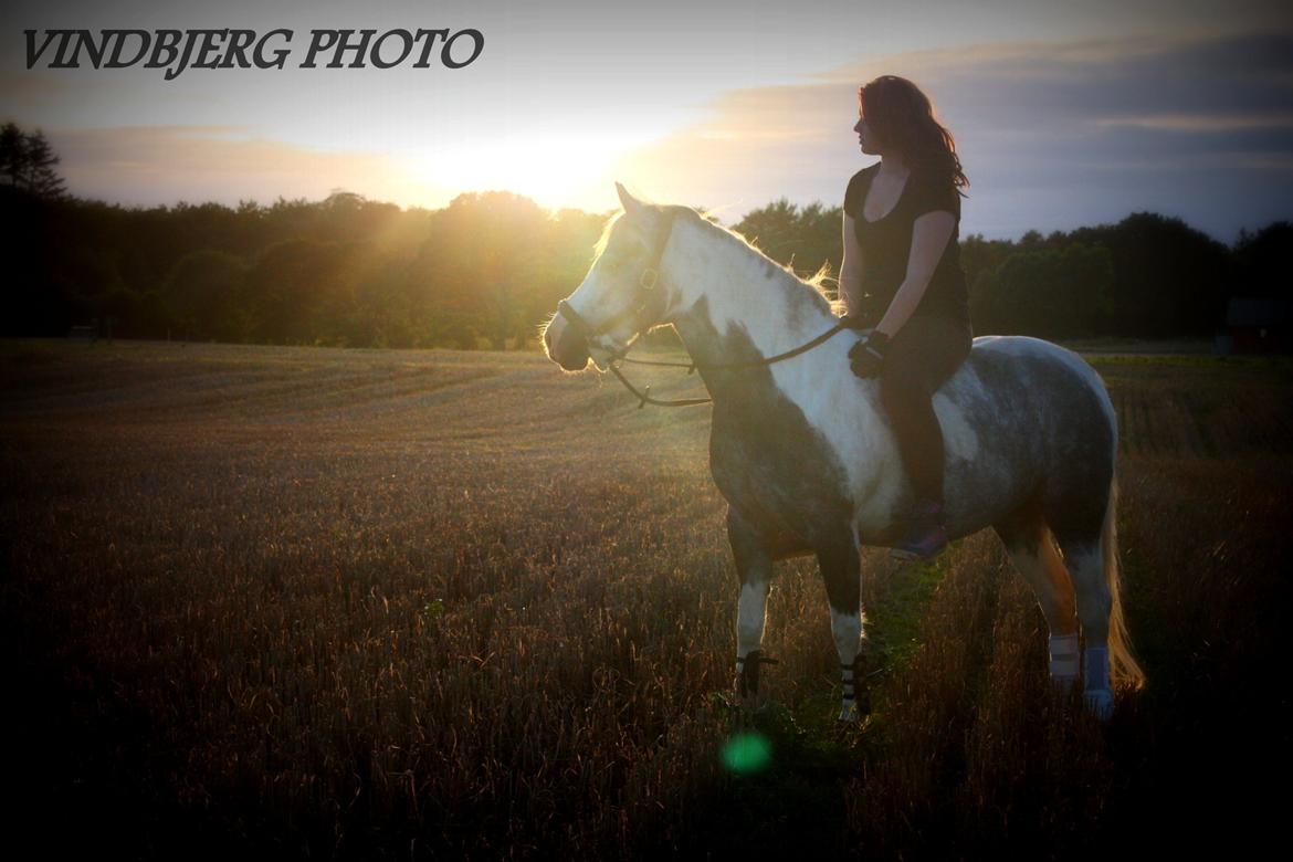 Pinto Vindbjergs starlight - baby og mig  sidste ride tur inden "pausen" før kåring  billede 4