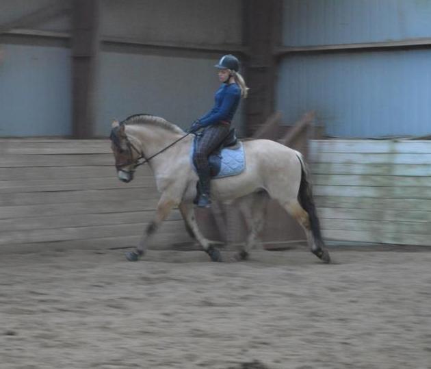 Anden særlig race HEDELYS VICTOR - NYT! Min ynglingspony! Du har givet mig så meget mod! Du betyder alt for mig! :)<3
Desværre lidt rystet, men pyt! :) Foto: Mathilde T billede 11