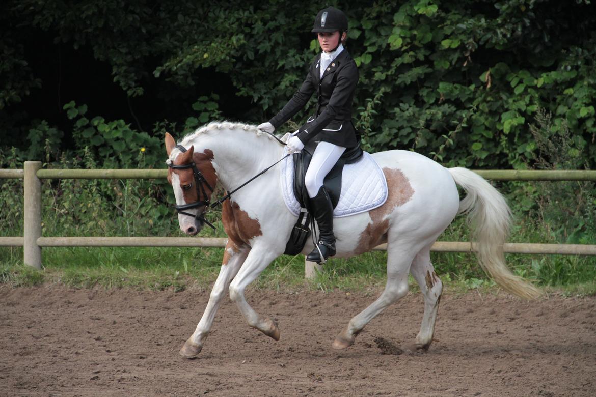 Anden særlig race Vanetta  - Broløkke Rideklub  -  LA1 billede 7