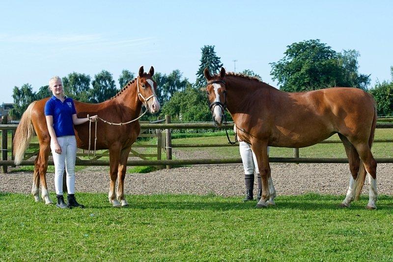 Frederiksborg Royal [Tidligere Hest] - Royal og Freja,
Min og min mors hest! billede 15