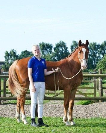 Frederiksborg Royal [Tidligere Hest] - Plagskue FHF 2012 billede 1