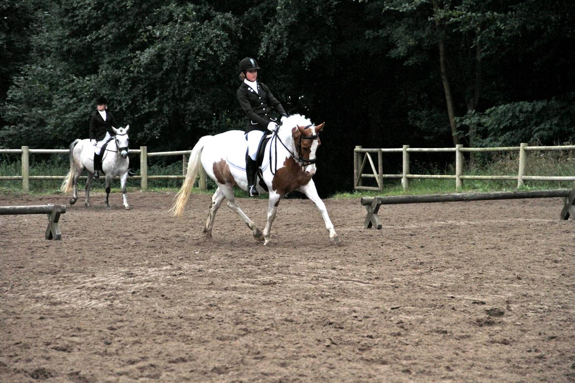 Anden særlig race Vanetta  - Broløkke Rideklub  -  LA1 billede 11