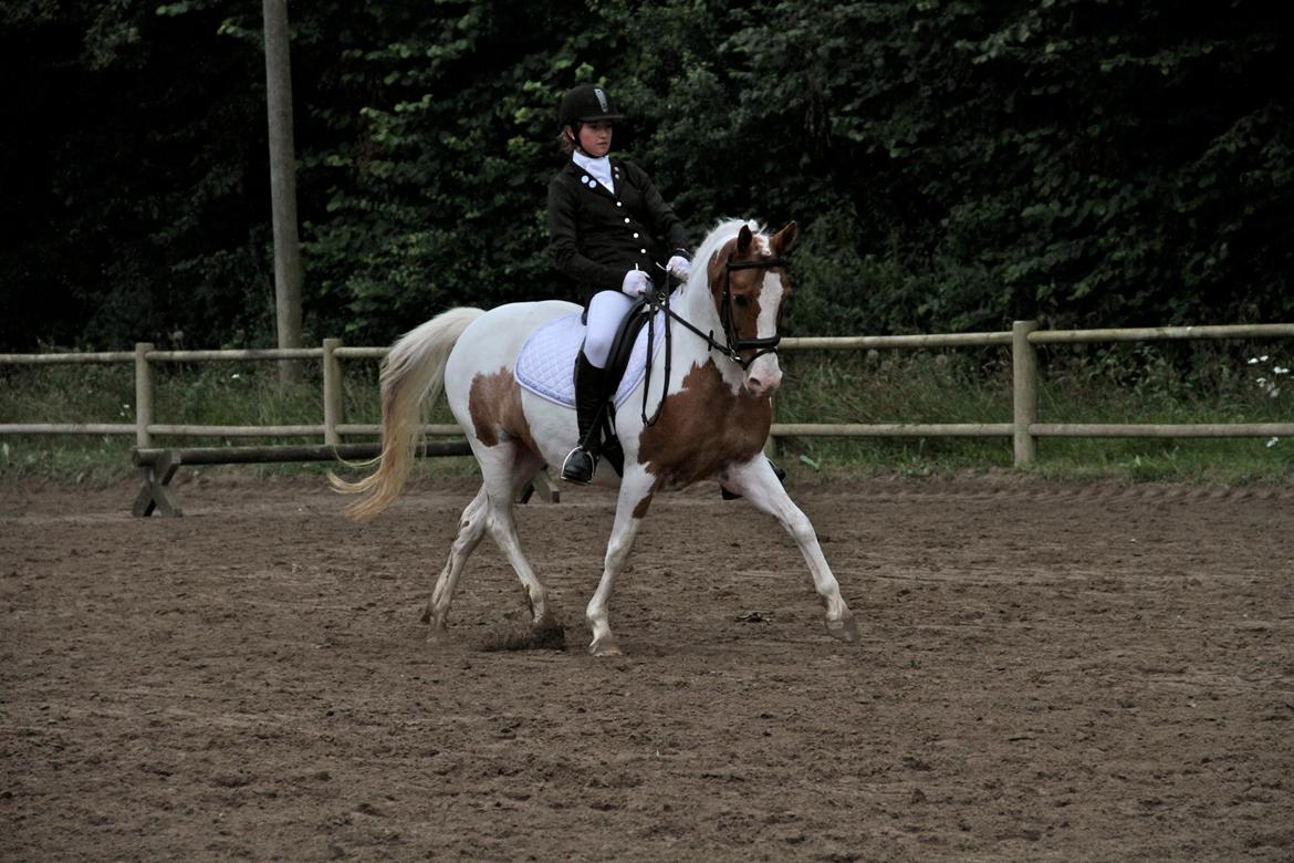 Anden særlig race Vanetta  - Broløkke Rideklub  -  LA1
  billede 2