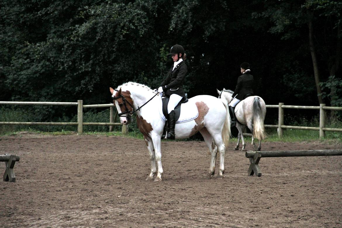 Anden særlig race Vanetta  - Broløkke Rideklub  -  LA1 billede 15