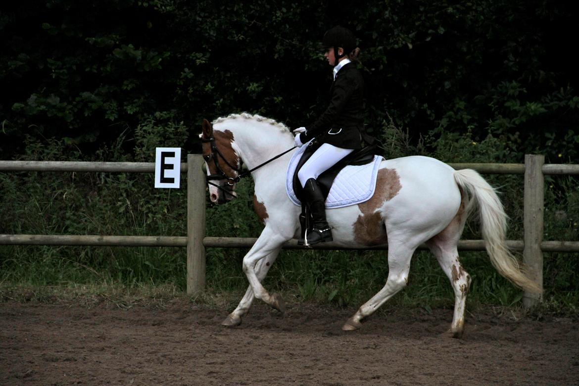 Anden særlig race Vanetta  - Broløkke Rideklub  -  LA1 billede 18