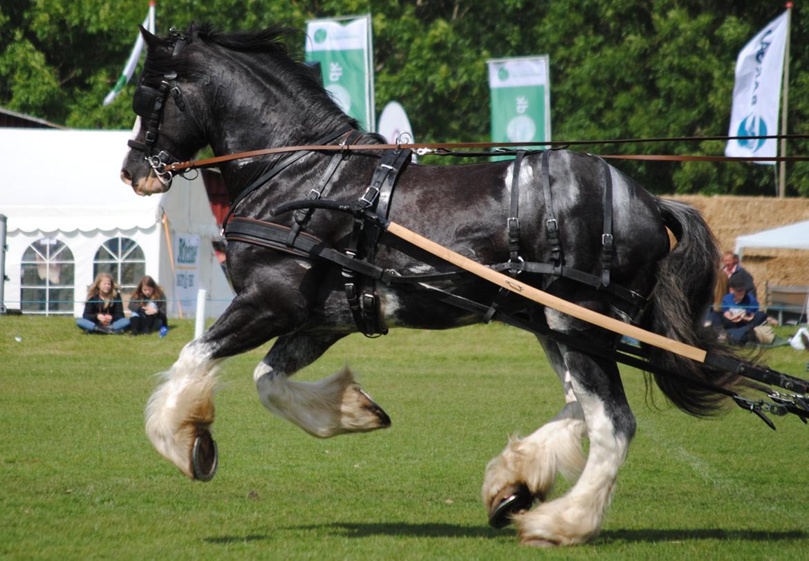 Shire Bjerggårdens Julius - Dyrskue 2012 billede 2