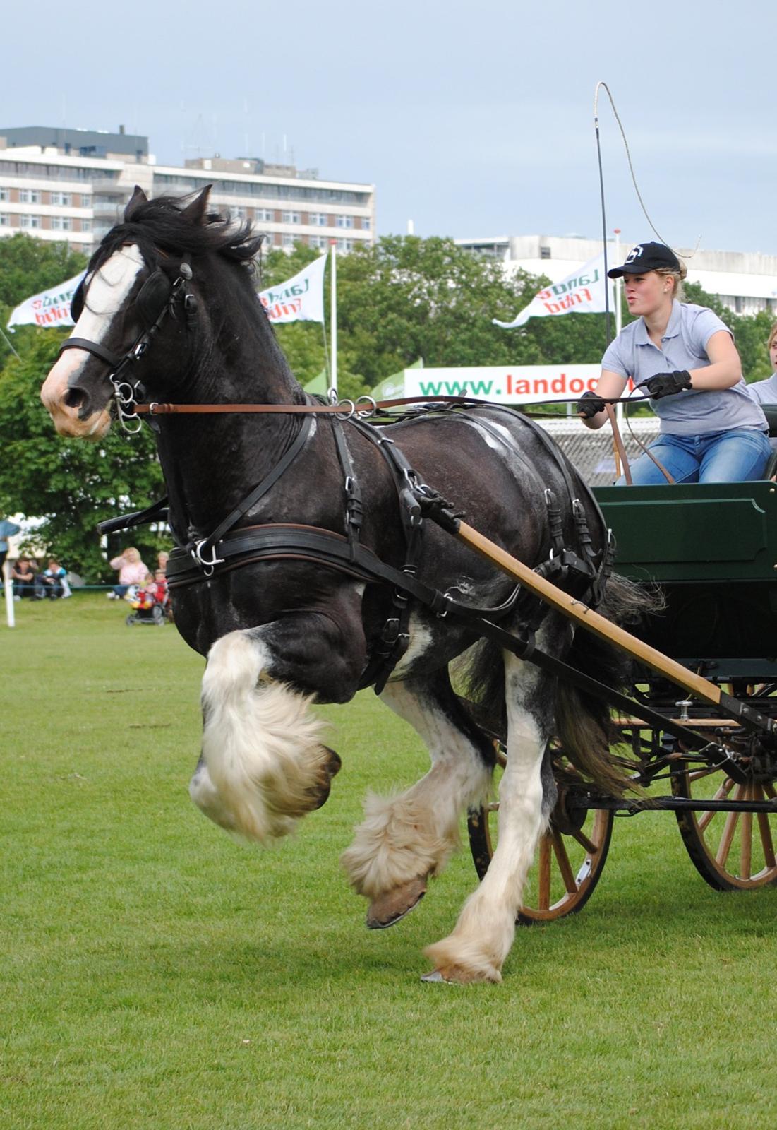 Shire Bjerggårdens Julius - Dyrskue 2012. Taget af Katja Kjer billede 3