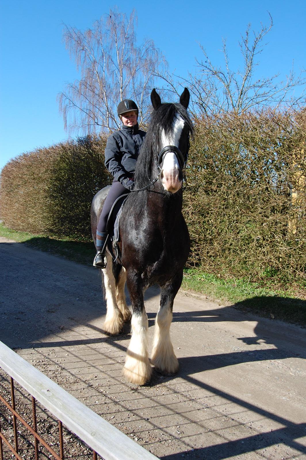 Shire Bjerggårdens Julius - Julius, forår 2012 billede 6