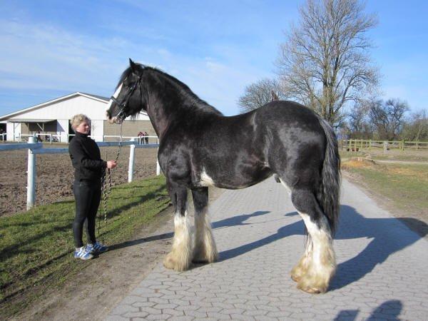 Shire Bjerggårdens Julius - Hingstekåring marts 2012 billede 7