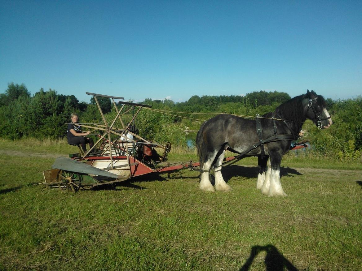 Shire Bjerggårdens Julius - Julius og Patricia sommer 2012 billede 11