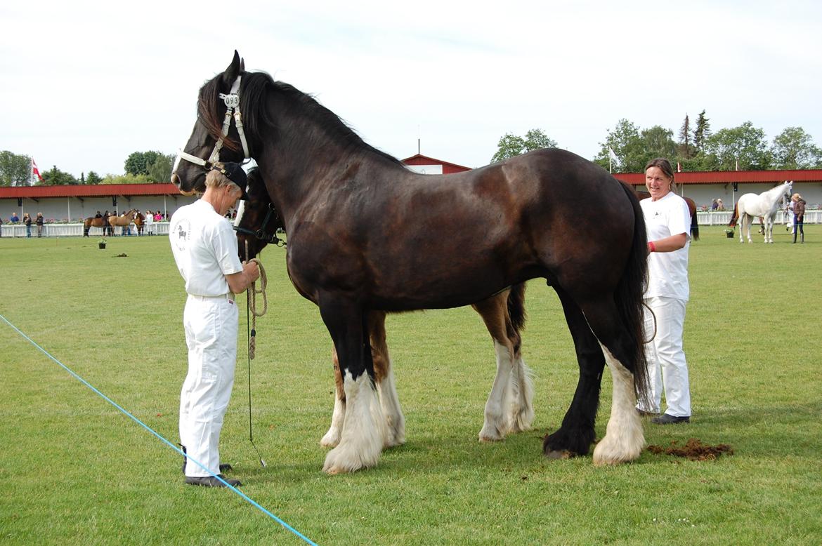 Shire Nørregårds Patricia - Dyrskue 2012. 23 p. Føl (Odin) ved siden.  billede 6