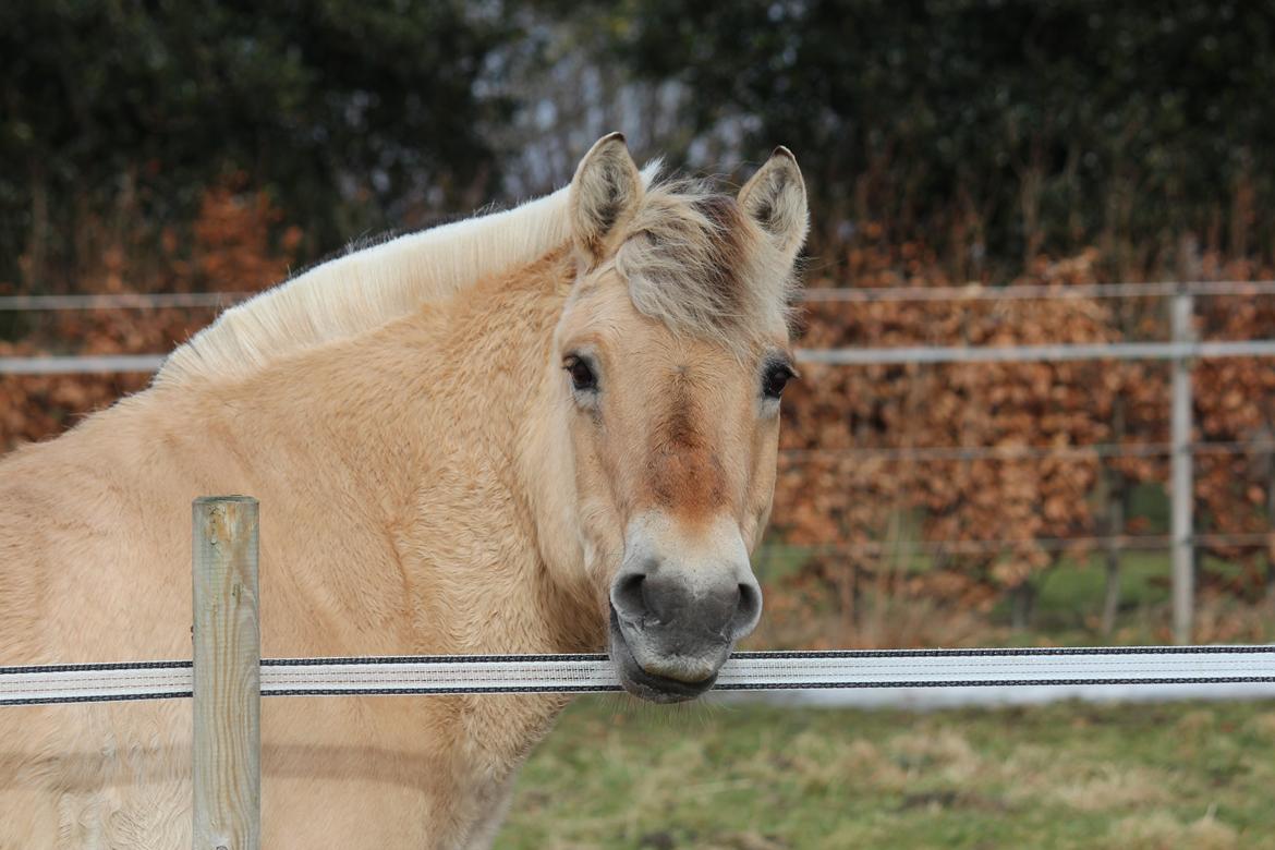 Fjordhest Ikena R.I.P 02-05-2013 - Nuttet biggie <3 billede 18