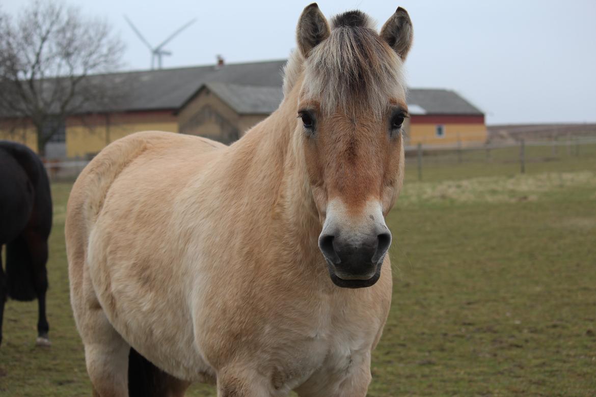 Fjordhest Ikena R.I.P 02-05-2013 - efterårs look <3 billede 19