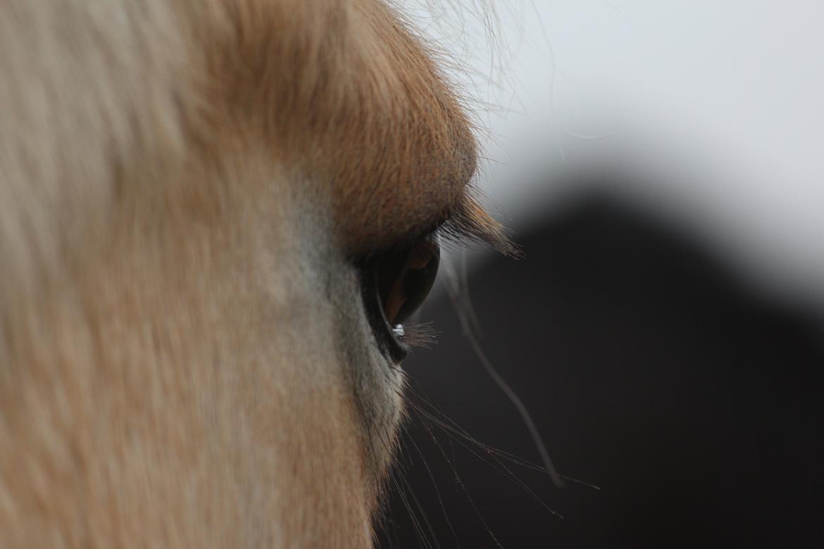 Fjordhest Ikena R.I.P 02-05-2013 - <3 billede 17