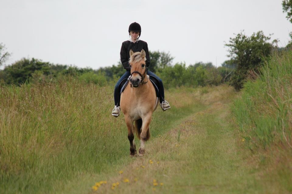 Fjordhest Ikena R.I.P 02-05-2013 - Tur i nordet <3 billede 14