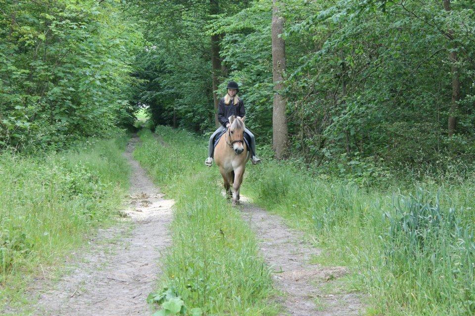 Fjordhest Ikena R.I.P 02-05-2013 - På skovtur :-) billede 11