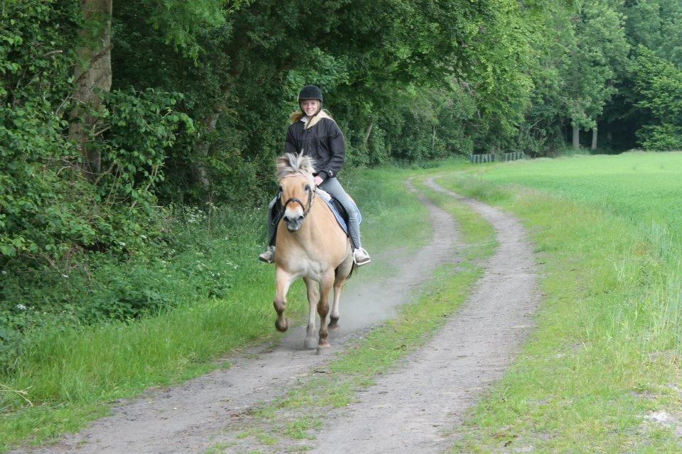 Fjordhest Ikena R.I.P 02-05-2013 - Galop <3 billede 13